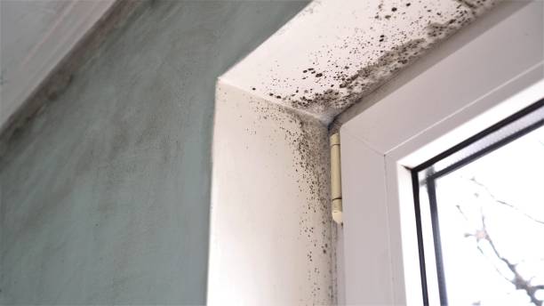 Best Mold Odor Removal Services  in Malta, MT