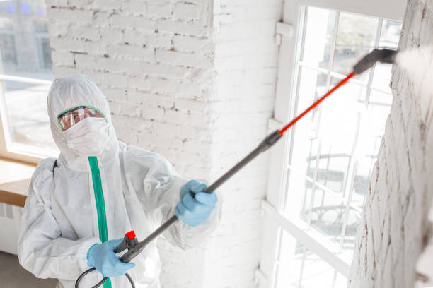 Best Attic Mold Removal  in Malta, MT