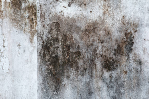Best Black Mold Removal  in Malta, MT