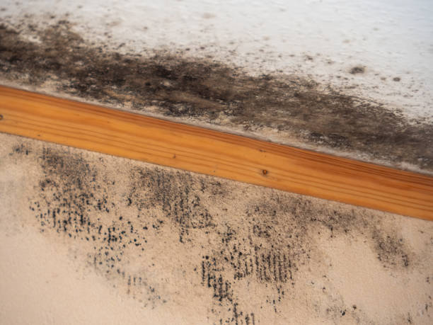 Best Basement Mold Removal  in Malta, MT