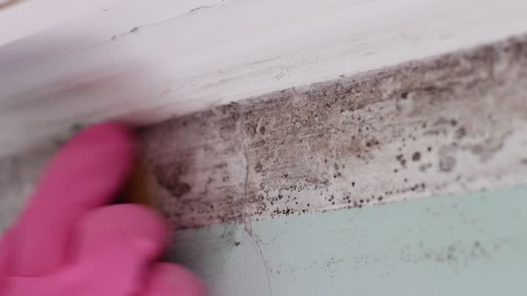 Best Emergency Mold Remediation  in Malta, MT